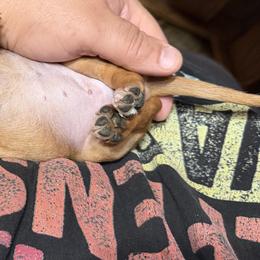Dachshund Puppies from Witchy Woman’s Wiener’s