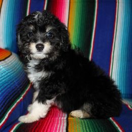 Erin - Black tri-color Aussiedoodle puppy in Charleston, Arkansas from Lazy S Aussies