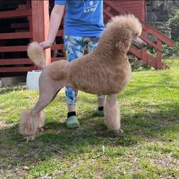 Fern  - Poodle