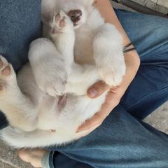 Sporty Mix Puppies from Eternal Symmetry