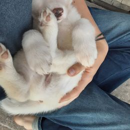 Sporty Mix Puppies from Eternal Symmetry