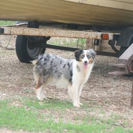 Genevieve - Miniature Australian Shepherd