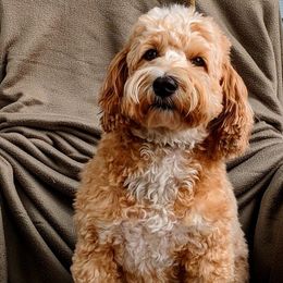 Brandy - Australian Labradoodle