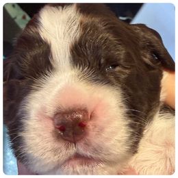 Blue - White and liver male English Springer Spaniel puppy in St. Louis, Missouri from Three Doves