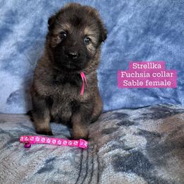 Strellka - Sable female German Shepherd puppy in New Cambria, Missouri from Des Hausraben Shepherds