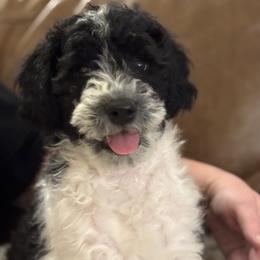 Gucci - Parti male Goldendoodle puppy in El Cajon, California from Pacific Coast Goldendoodles