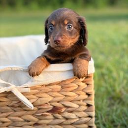 Feyre - Chocolate and tan female Dachshund puppy in Huffman, Texas from Alex's Dachshunds