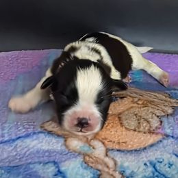 Boy 3 - Black and tan male Yorkshire Terrier puppy in White Pigeon, Michigan from Kathys Yorkie and Shih-tzu Cuties