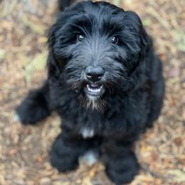 Goldendoodle Puppies from Lundee Doodles