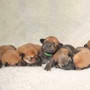 Chinook Puppies from Platform Chinooks