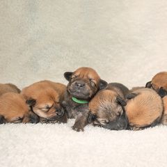 Chinook Puppies from Platform Chinooks