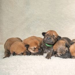 Chinook Puppies from Platform Chinooks