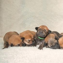 Chinook Puppies from Platform Chinooks