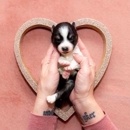 Celine - Black and white female Pomsky puppy in Sumter, South Carolina from Emerald Skies Pomskies
