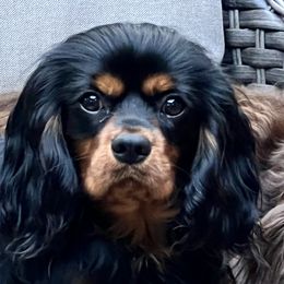 Duncan - Cavalier King Charles Spaniel