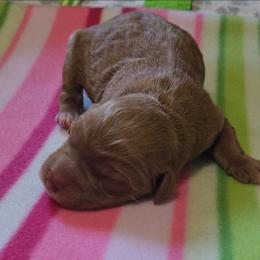 Girl 1 - Red  female Goldendoodle puppy in Crawfordsville, Iowa from DoodleBlessings