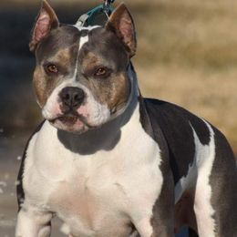 Maze - American Bully