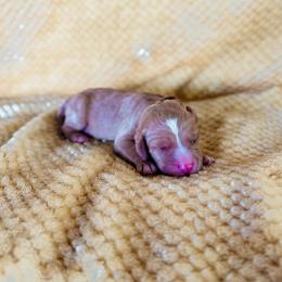 Sunflower (Sunny) - Red male Labradoodle puppy in Elizabeth City, North Carolina from Howdy Doodles