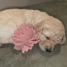 Peppermint Patty - Cream female Aussiedoodle puppy in Cumberland, Rhode Island from W Doodle Crew
