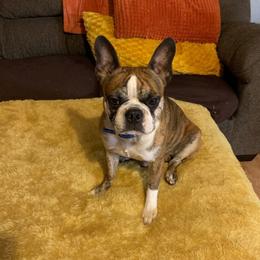 Tiger - Boston Terrier
