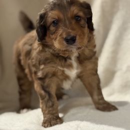 Oakley - Brown male Bernedoodle puppy in Thomasville, North Carolina from Beitzel Babies