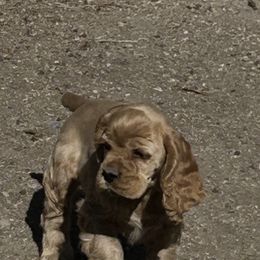 Cocker Spaniel Puppies from Hidden Valley Cocker Spaniels