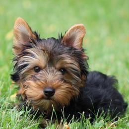 Boy 1 - male Yorkshire Terrier puppy in Hughesville, Missouri from Puppykiss4u
