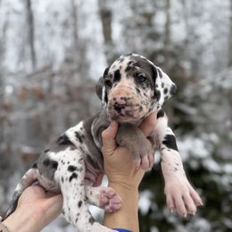 Green Bean - Great Dane puppy from Ferguson Family Danes LLC