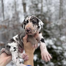 Green Bean - Great Dane puppy from Ferguson Family Danes LLC