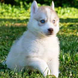 Tulip - Red and white female Siberian Husky puppy in Knoxville, Tennessee from The Siberian Empire