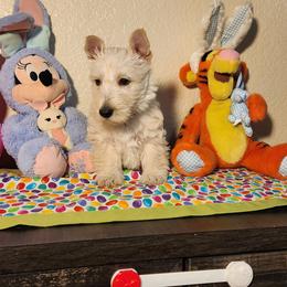 Scottish Terrier Puppies from Duran's Scotties