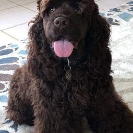 Cocker Spaniels from Our Dandy Puppies
