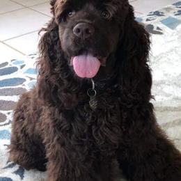 Cocker Spaniels from Our Dandy Puppies