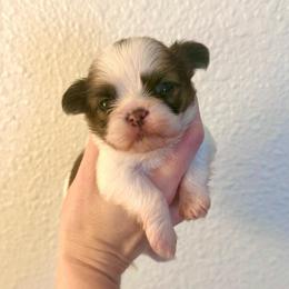 Chocolate Chip - Black gold and white female Shih Tzu puppy in Stroud, Oklahoma from Laik’s Little Shihtz & Poms