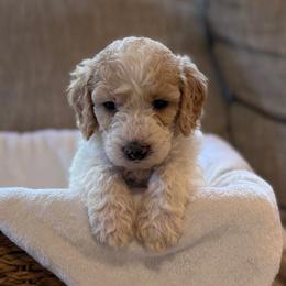 Levi - Parti male Goldendoodle puppy in Fayetteville, Arkansas from Mountain Grove Doodles