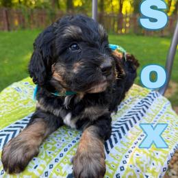 Sox - Tri-color male Bernedoodle puppy in Sherman, Illinois from Shirl Doodle Life