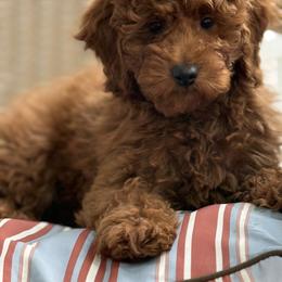 Boy 3 - Apricot male Poodle puppy in Bettendorf, Iowa from Red Door Poodles