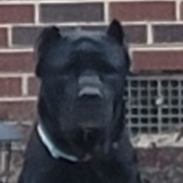 Cane Corso from Good Life Canine