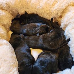 Red - Black male Labrador Retriever puppy in Siloam Springs, Arkansas from Karemy Kennels (Karemy Labradors)