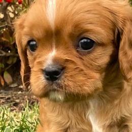 Cavalier King Charles Spaniels from Oak Haven Cavaliers