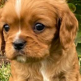 Cavalier King Charles Spaniels from Oak Haven Cavaliers