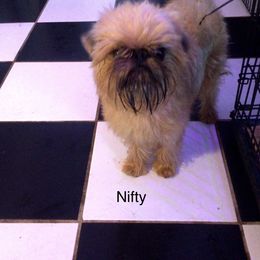 Nifty - Brussels Griffon