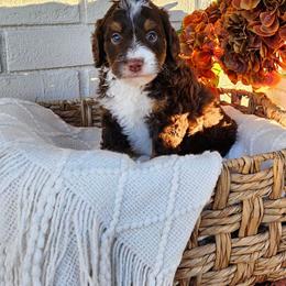 Oliver - Phantom male Bernedoodle puppy in Russell Springs, Kentucky from 270 Doodles