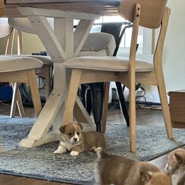 Pembroke Welsh Corgi Puppies from Hansen Corgis