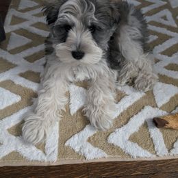 Miniature Schnauzer Puppies from PartiLife Miniature Schnauzers