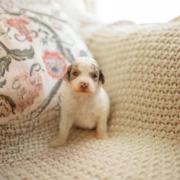 Plot Twist - Blue merle male Aussiedoodle puppy in Inman, South Carolina from Dark Corner Doodles