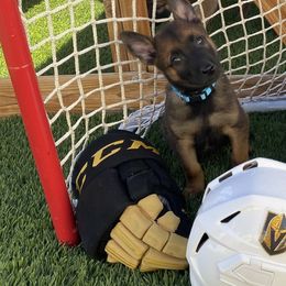Belgian Malinois Puppies from Care 2 Protect