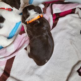 Boy 2 - English Springer Spaniel puppy in Franklinton, North Carolina from Wolfe Clan English Springer Spaniels