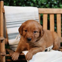 Beth - Dark golden female Golden Retriever puppy in Payette, Idaho from Stonewick Retrievers