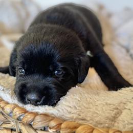 Blue Collar Boy - Labrador Retriever puppy from Salt Run Retrievers